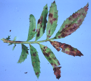uploads/images/disease/alternaria leaf blight.png